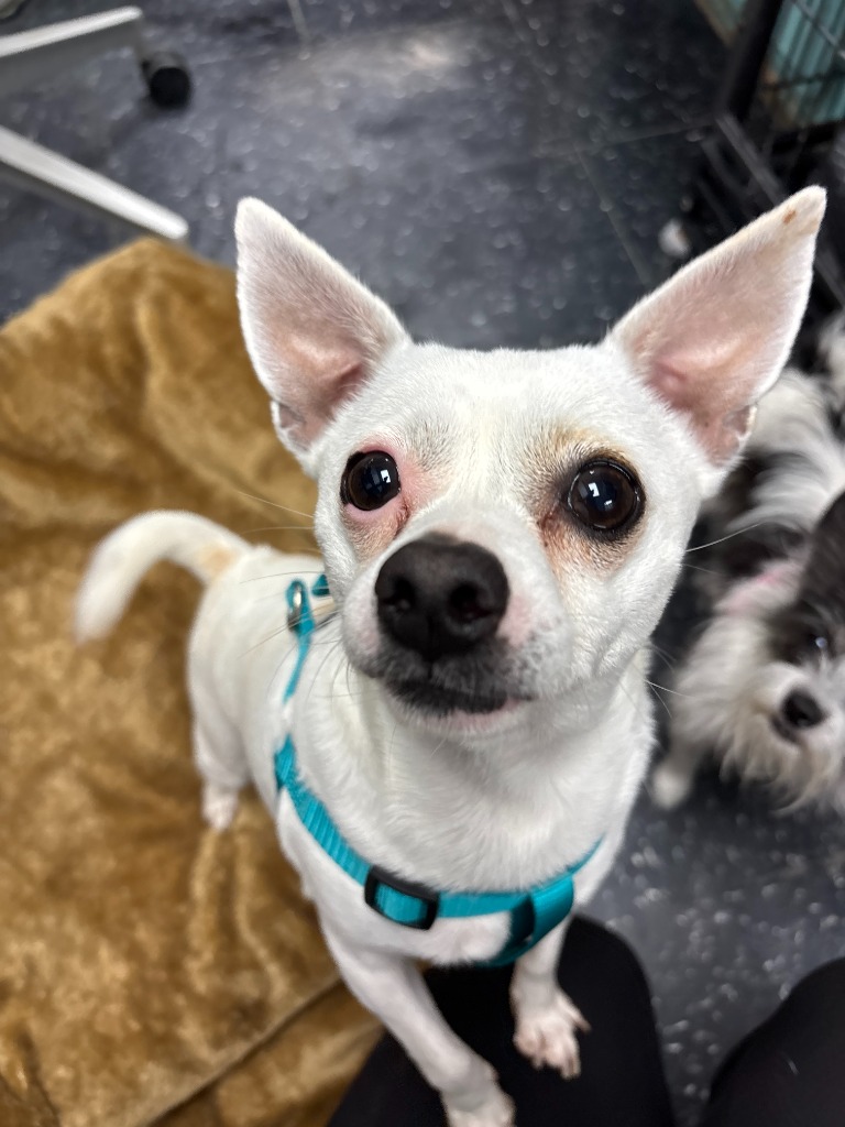 Dogs Mitzi and Thelma