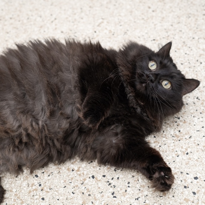 Jinks Jinks cat for adoption